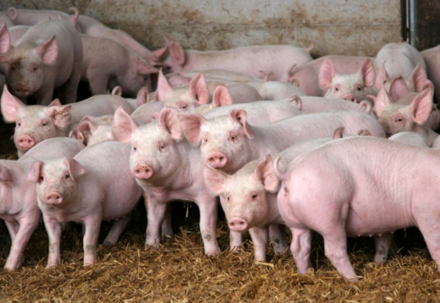 szociális földprogram