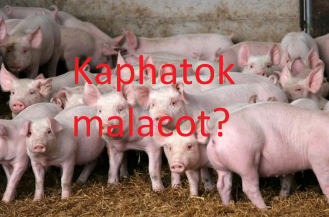 FELHÍVÁS, szociális földprogram! szociális földprogram