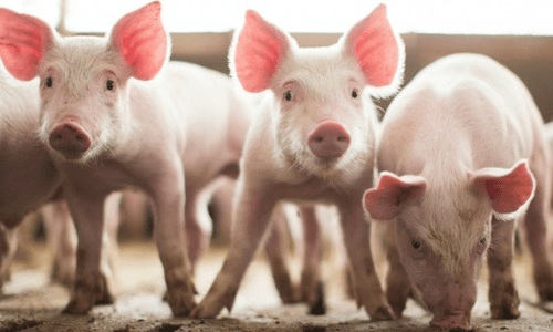 2. Szociális Földprogram Balajton 2021 szociális földprogram