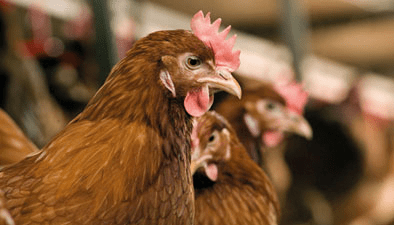 Kép tojótyúkokról