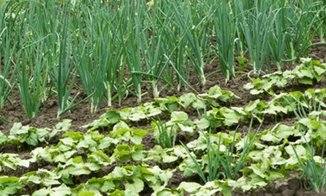 Szociális Földprogram