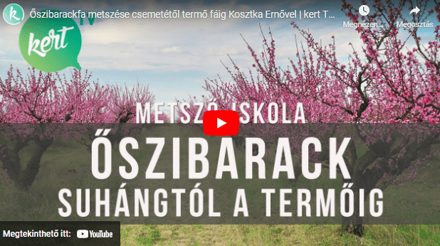 Őszibarackfa metszése