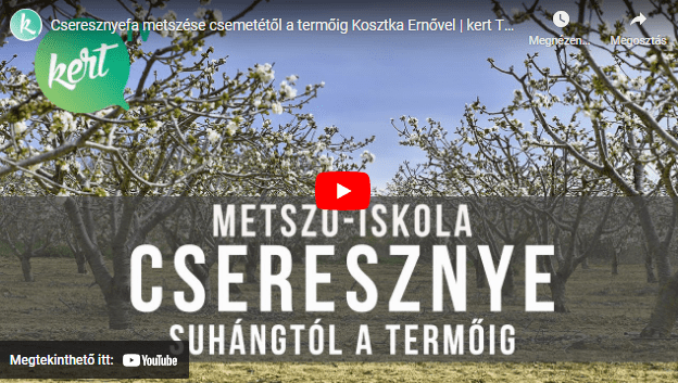 Cseresznyefa metszése