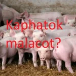 FELHÍVÁS, szociális földprogram! szociális földprogram
