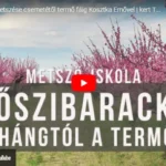 Őszibarackfa metszése
