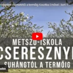 Cseresznyefa metszése
