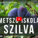 Szilvafa metszése