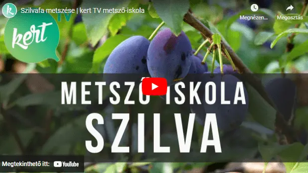 Szilvafa metszése
